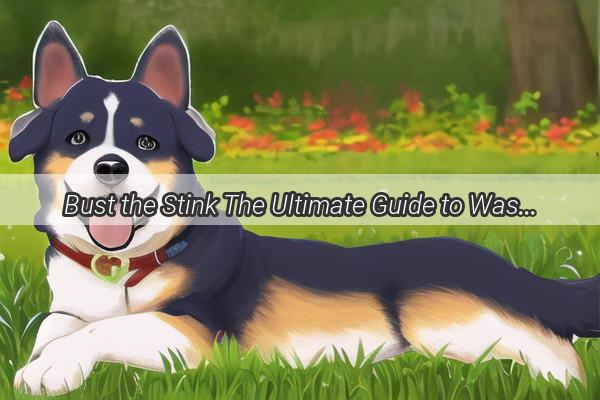 Bust the Stink The Ultimate Guide to Washing Your Dogs Towel Smelling Fresh